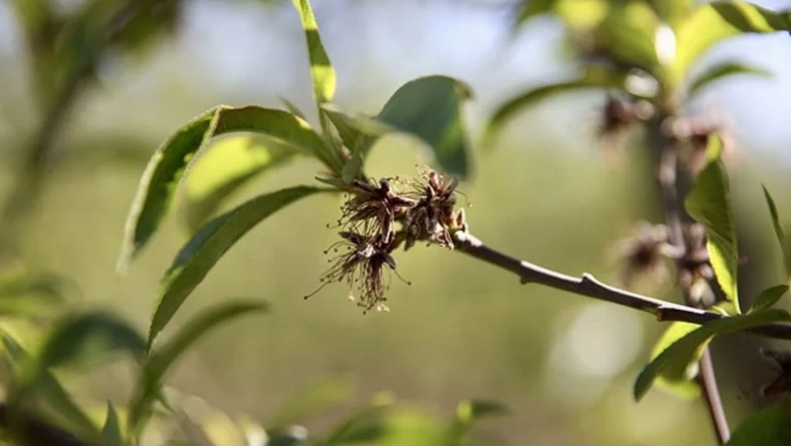 zirai-don-destegi-23-milyar-773-milyon-liraya-ulasti