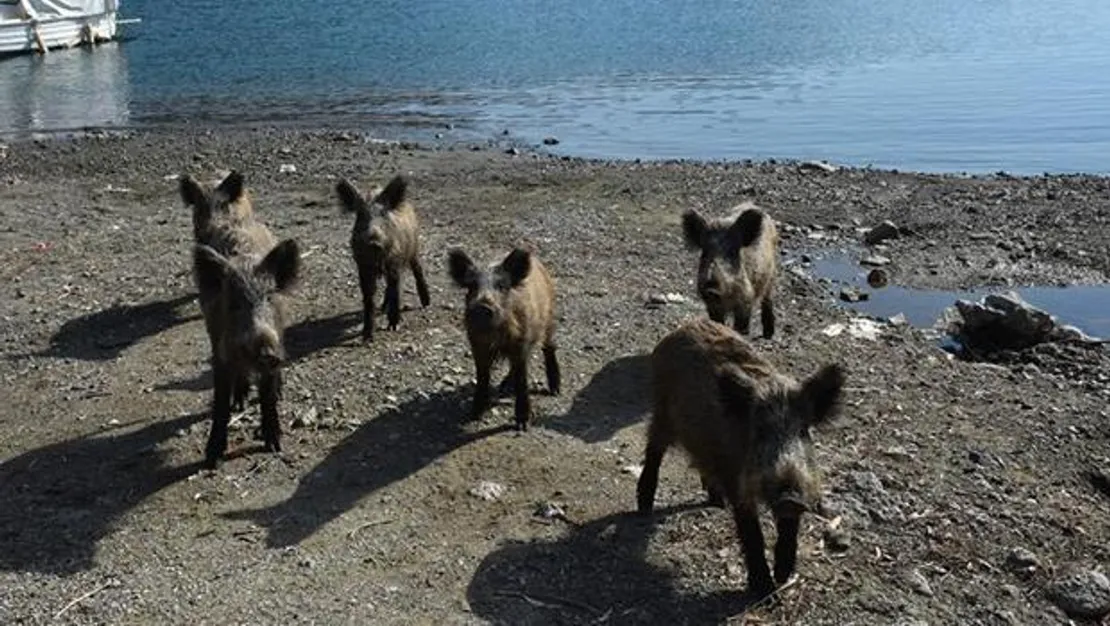 yaban-domuzlari-sahilde-yiyecek-ariyor