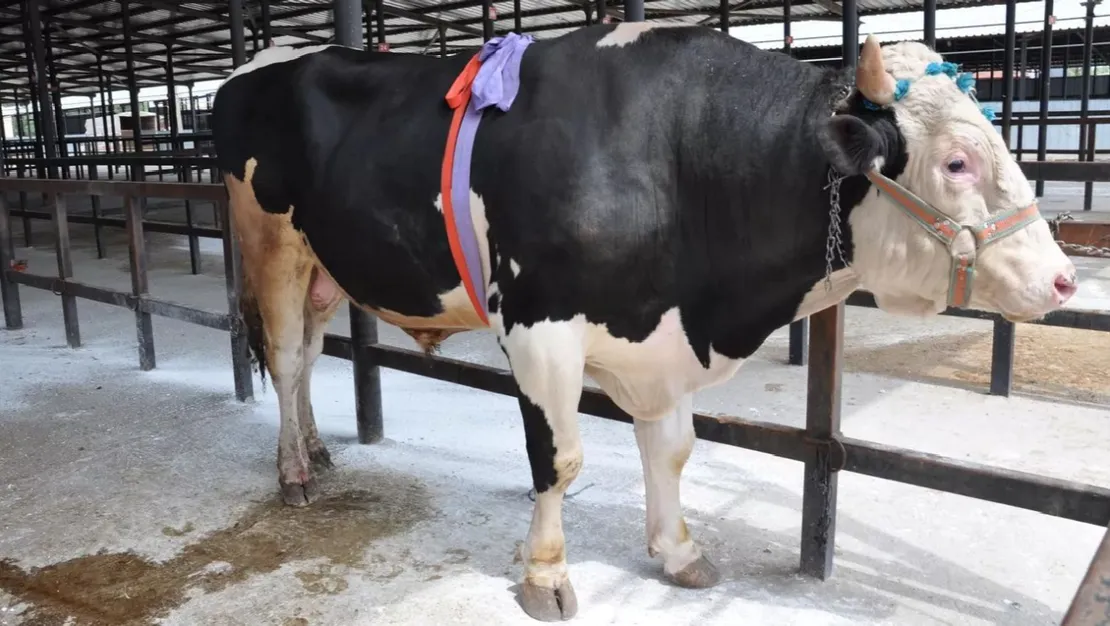 1-2-t-onluk-pasa-350-b-liraya-satildi