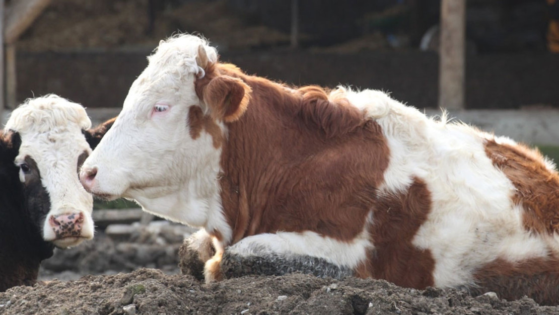 sap-hastaligiyla-mucadelede-asilama-sureci-suruyor