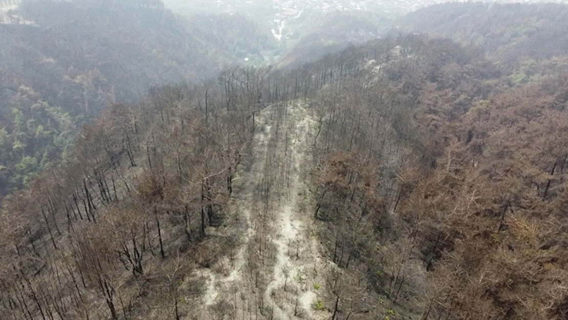 hatay-da-yangin-sonrasi-agaclandirma-calismalari