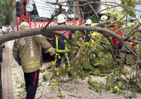 istanbul-da-siddetli-ruzgar-agaclari-devrildi