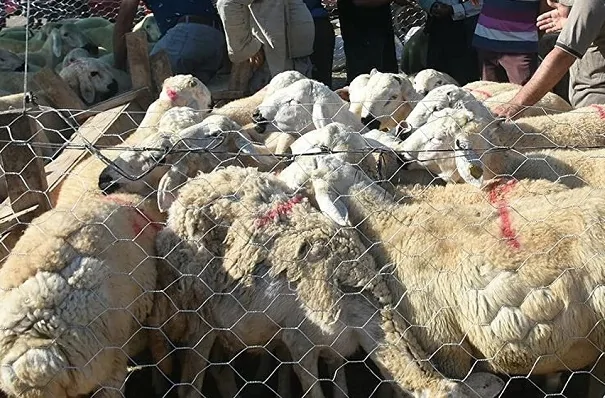 Bakan’dan satılamayan kurbanlık açıklaması Bakan'dan satılamayan kurbanlık açıklaması
