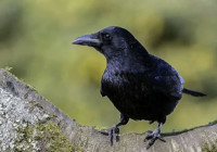 ingiltere-kirsalinda-tehlike-altindaki-kuslar-uyarisi