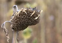 aycicegi-erken-hasada-hazirlaniyor