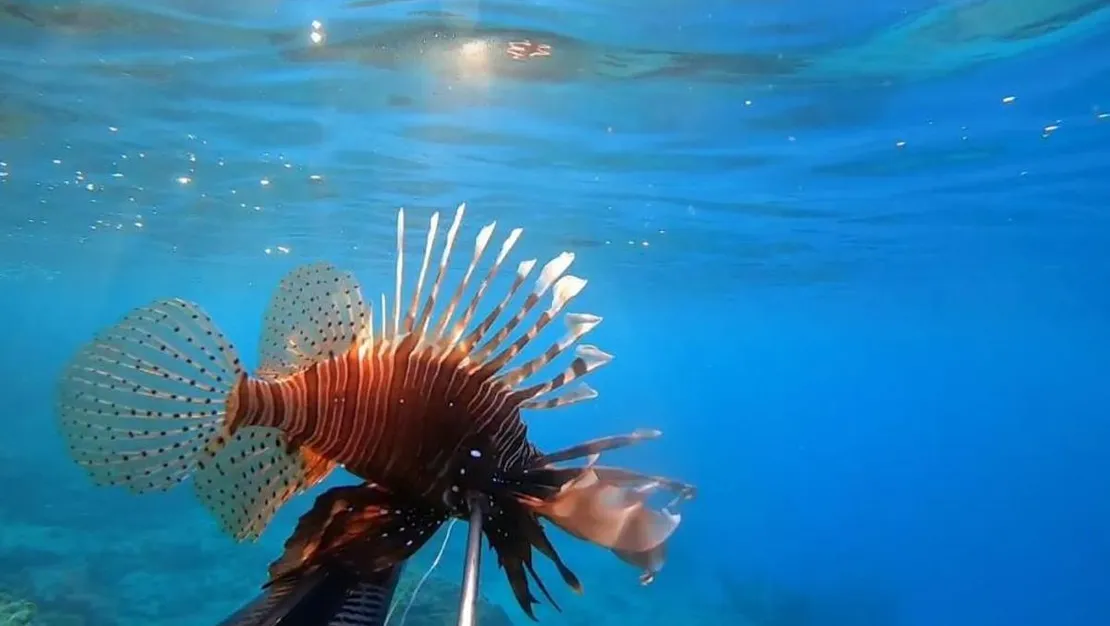 istilaci-turler-ayvalik-ilcesinde-goruldu