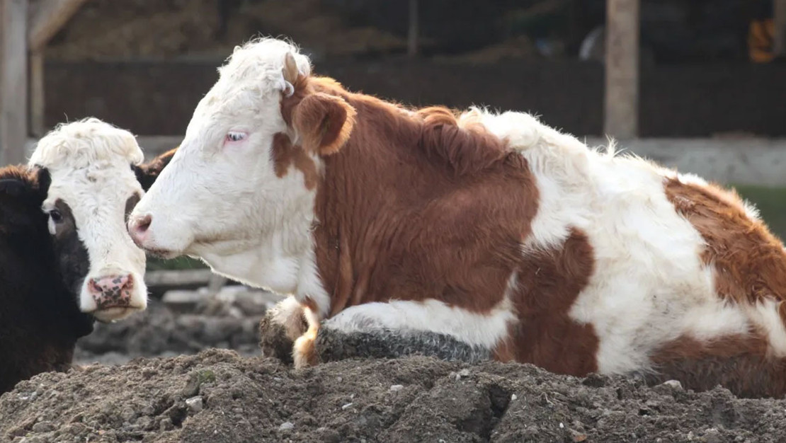 bolu-18-koy-ve-4-mahalle-karantinada