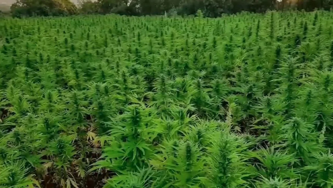 bingol-de-23-bin-kok-kenevir-ele-gecirildi