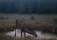 yaban-hayatinda-kizil-geyiklerin-buyuleyici-anlari