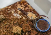 3-bin-akrepten-zehir-elde-ediyor