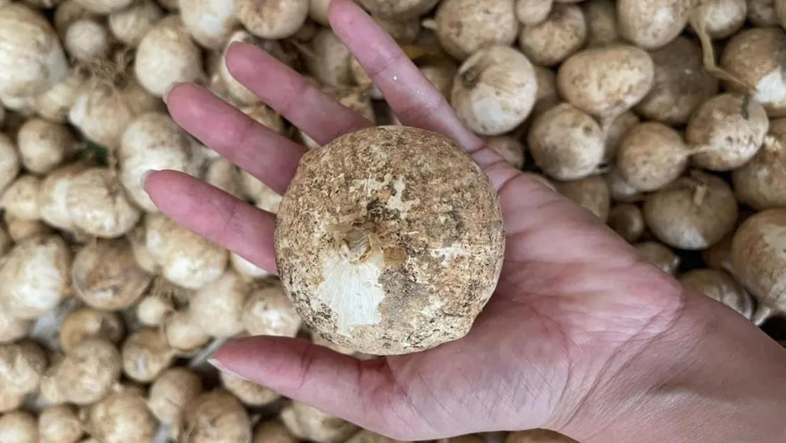 tunceli-sarimsagi-koruma-projesi-basladi