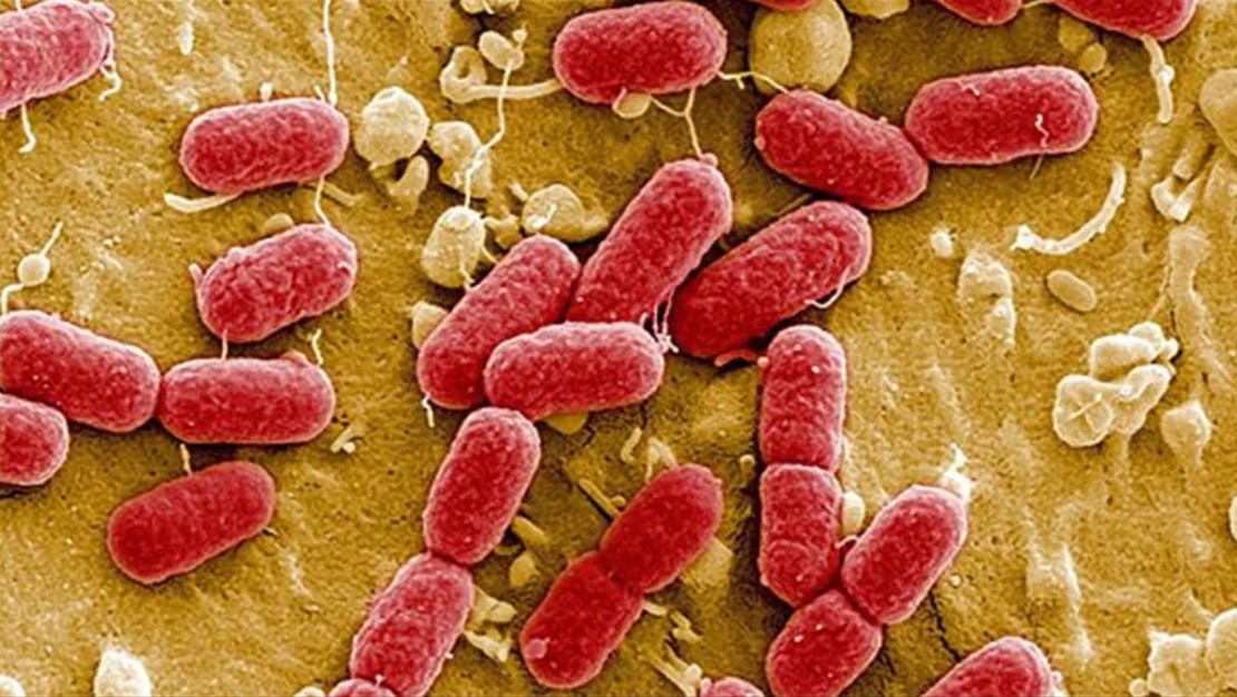 almanya-da-e-coli-salgini-uc-olumle-sonuclandi