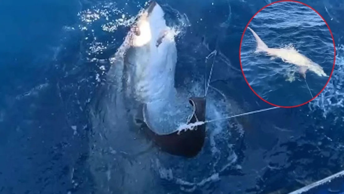 turk-sularinda-6-metrelik-kopek-baligi