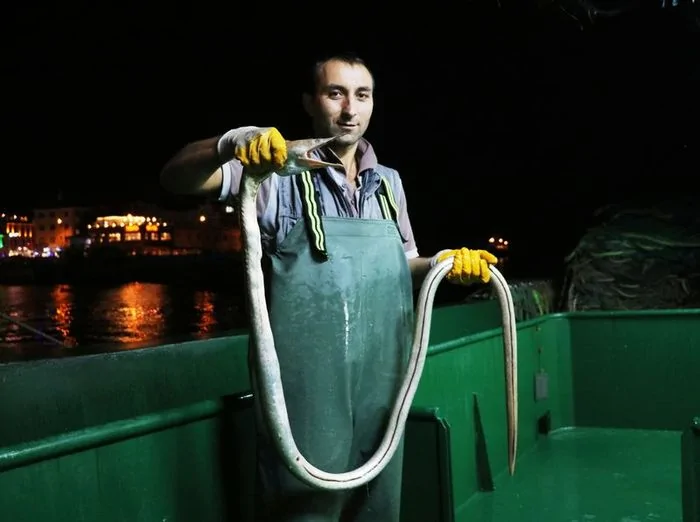 İlk kez görüldü, balıkçılar şaşırdı