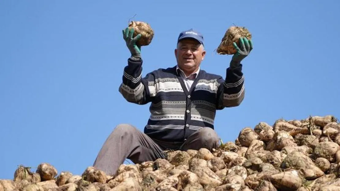 erzincan-da-seker-pancarlari-hasadi-basladi