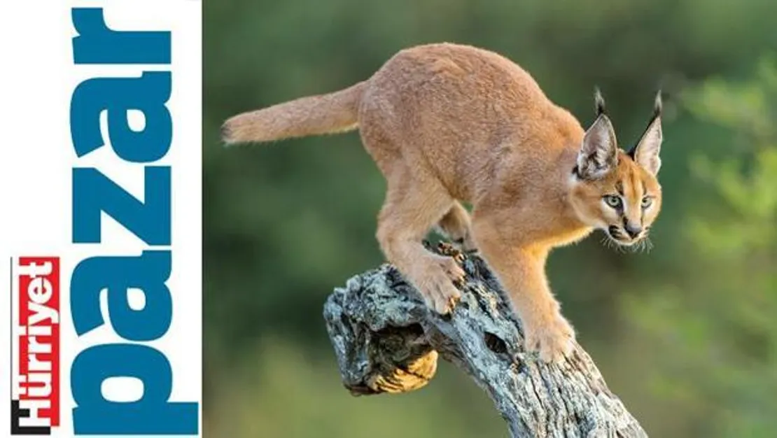 doga-suclari-ve-caydirici-cezalar-yetersizligi