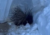 yuksekova-da-nadir-gorulen-hint-oklu-kirpi-kaydedildi