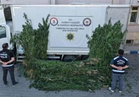 samsun-da-kenevir-operasyonu-yapildi