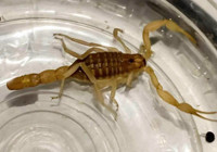 akrebin-zehri-10-milyon-dolar-degere-sahip