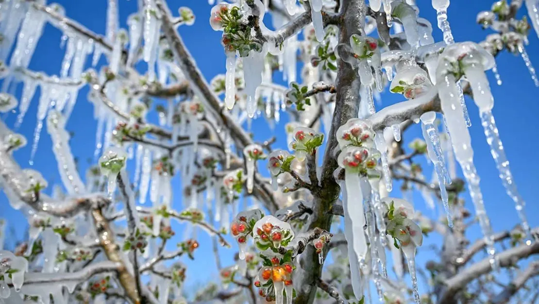 36-ili-zirai-don-vurdu