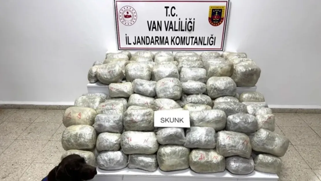 van-da-70-kilo-skunk-bulundu