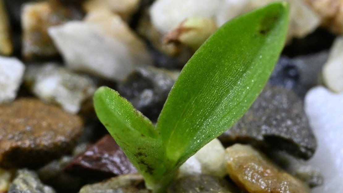 likya-orkidesi-sayisi-200-un-altina-dustu