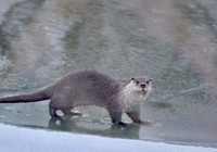 karasu-nehri-nde-su-samuru-goruntulendi