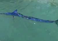 mavi-yelken-baligi-zipkinla-vuruldu