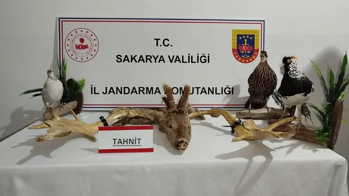 sakarya-da-98-kacak-hayvan-bulundu