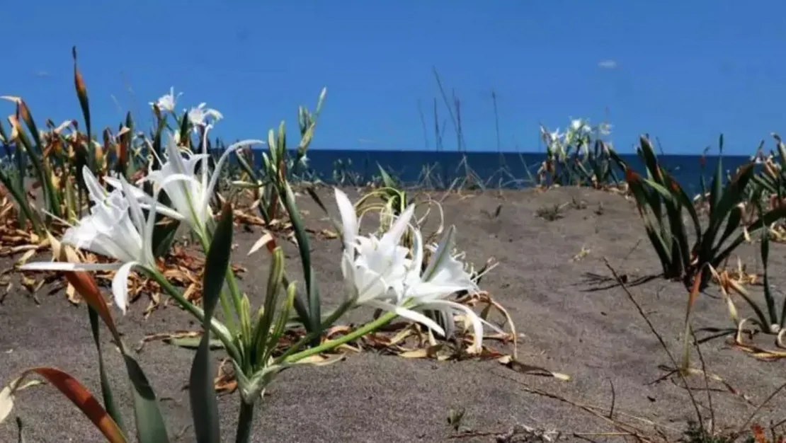 bir-dal-kum-zambagi-380-bin-tl