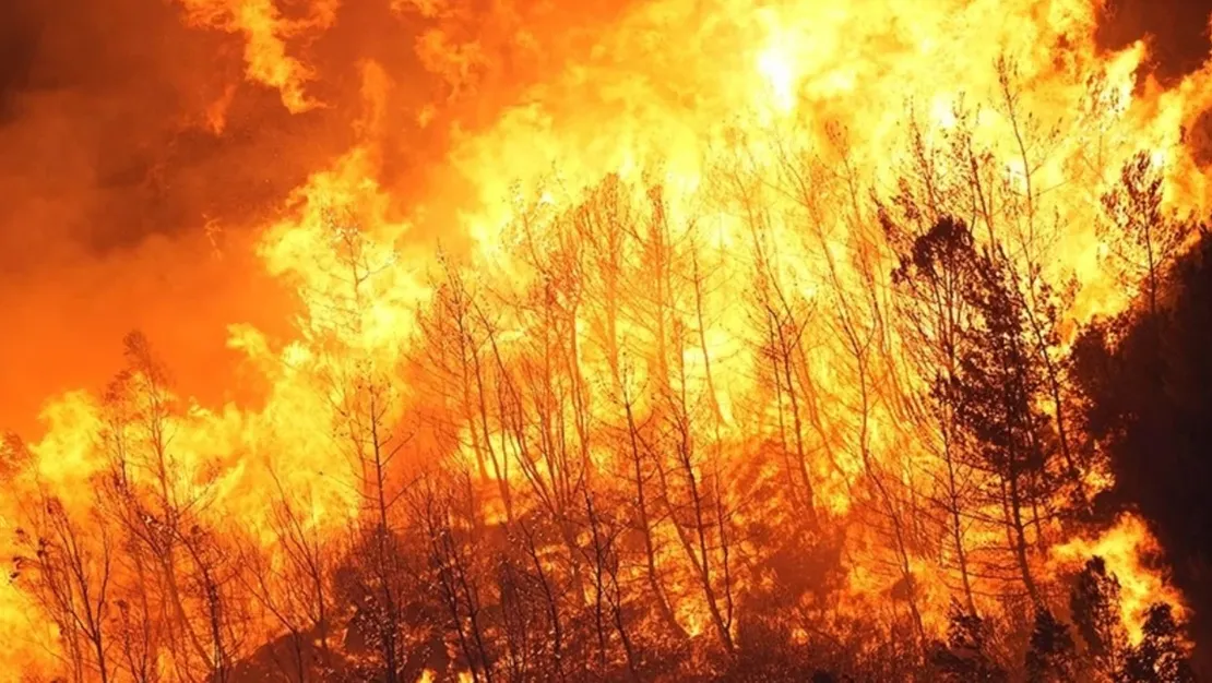 japonya-daki-orman-yangini-kontrol-altinda