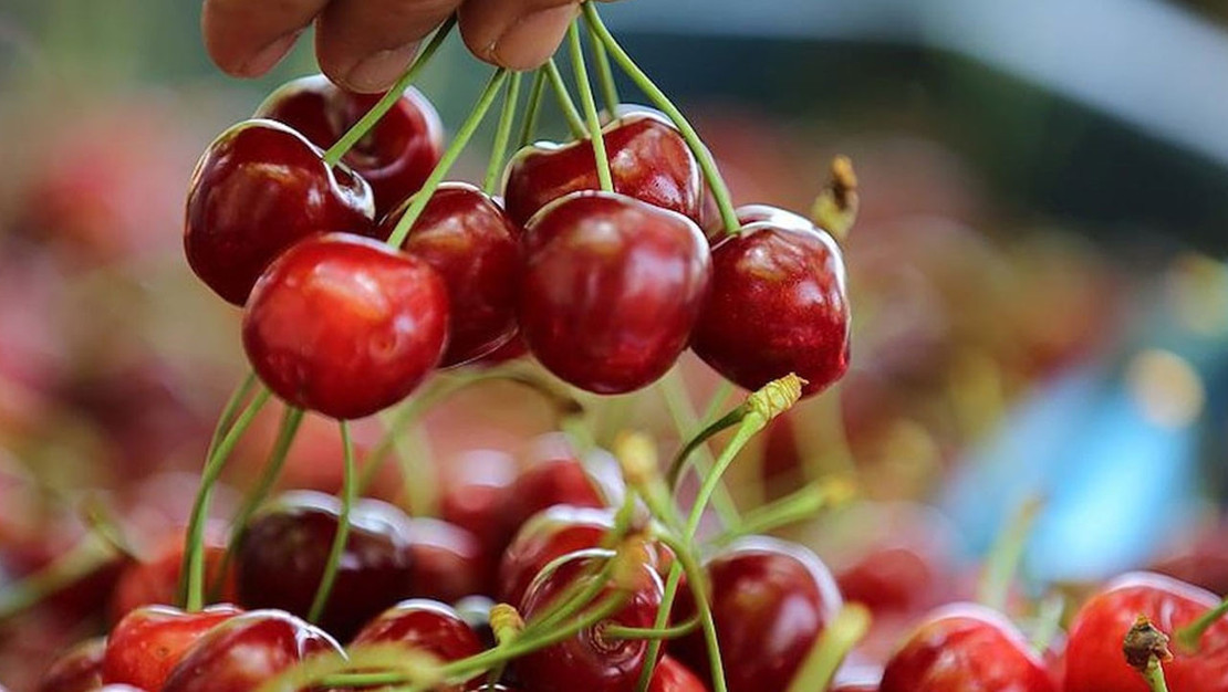 yamagata-eyaleti-rekor-kiraz-satisina-ev-sahipligi-yapti