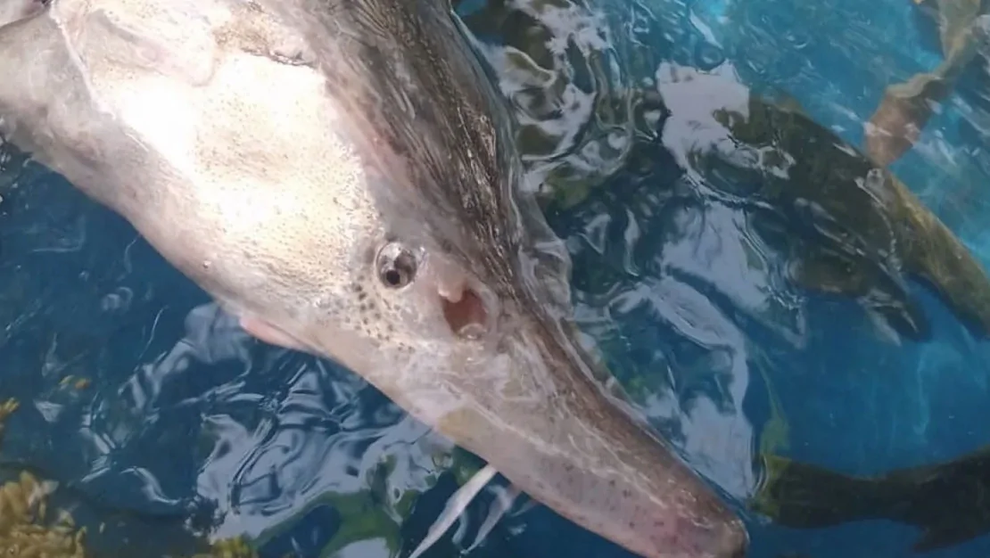 elazig-da-sibirya-mersin-baligi-yakalandi