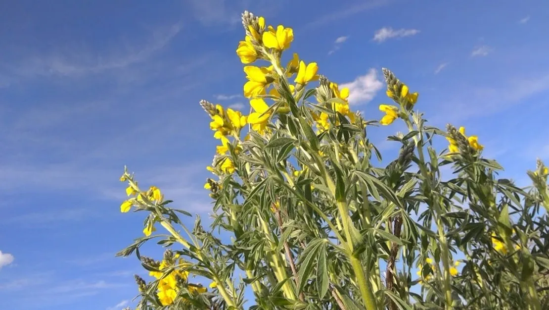 koparma-cezasi-557-bin-212-lira