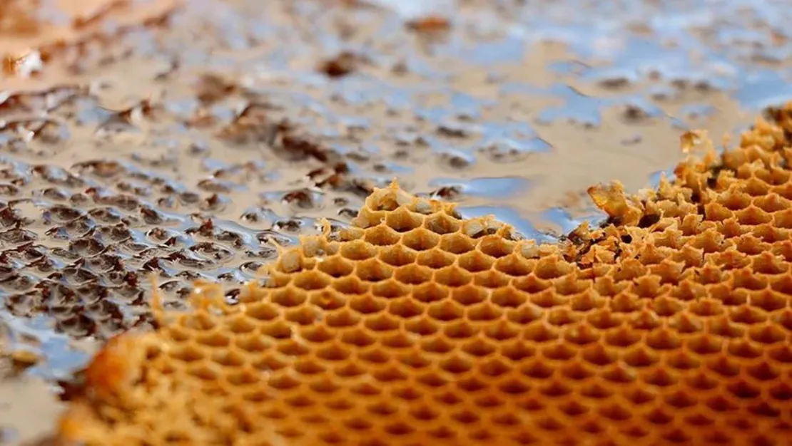 turkiye-bal-uretiminde-ikincidir