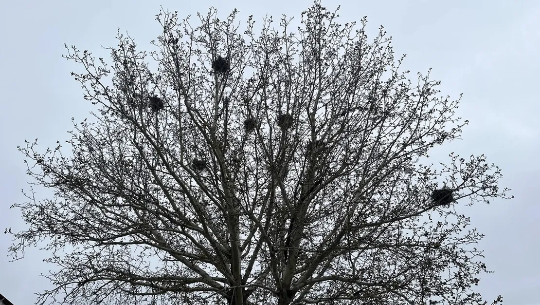 cankiri-daki-agacta-8-karga-yuvasi