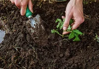 ilk-bursa-da-armut-agaci-kesfedildi