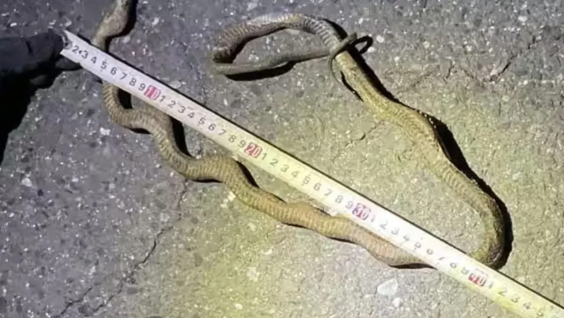 tokaido-sinkansen-hattinda-yilan-goruldu