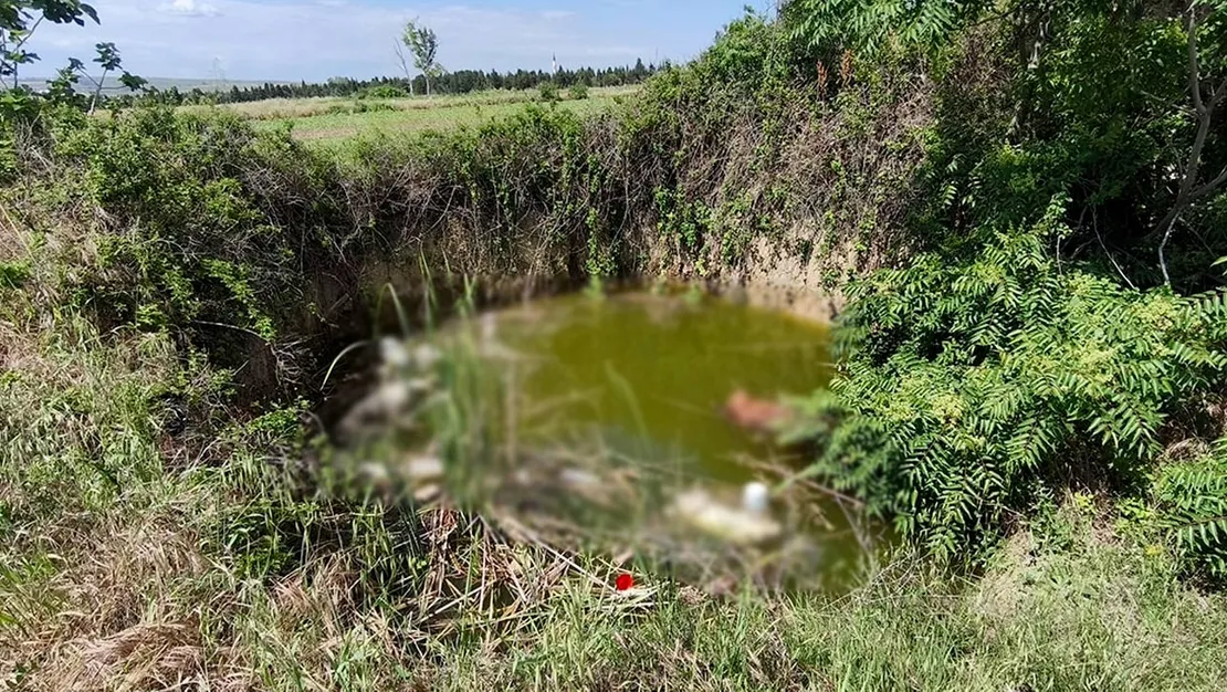 edirne-de-3-bassiz-kopek-bulundu