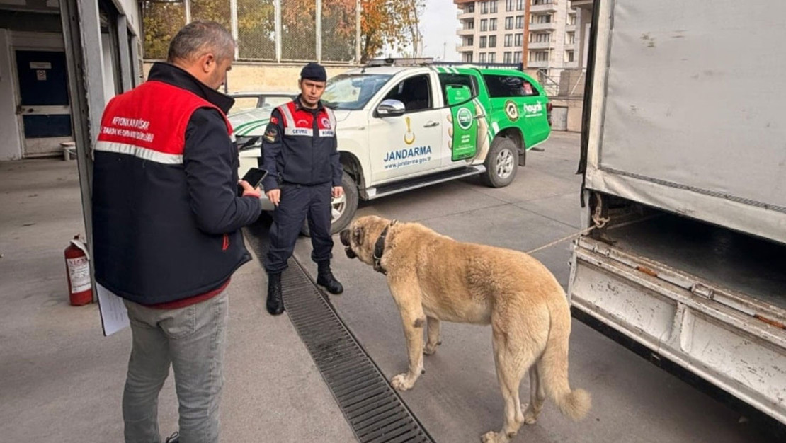 afyonkarahisar-da-jandarmadan-kopek-dovusu-operasyonu-12-gozalti