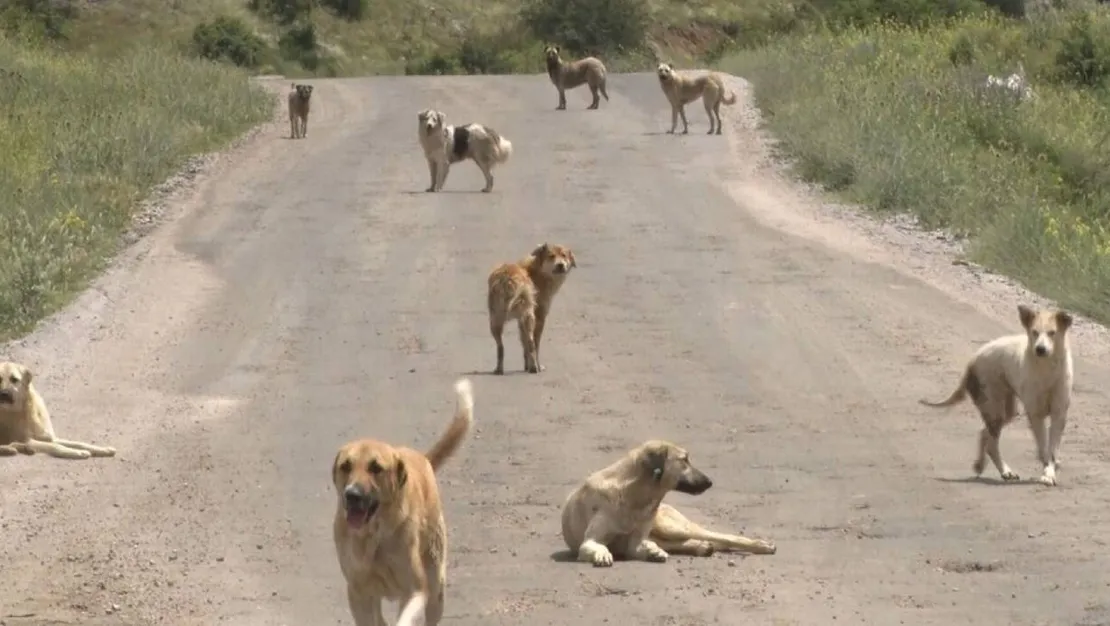 sokak-hayvanlari-yasasi-yeniden-gundemde