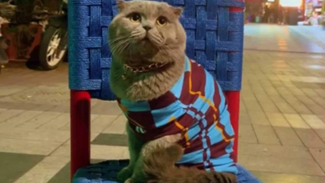 kedisi-tom-la-stadyuma-girmek-istiyor