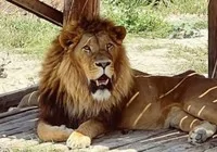 manavgat-ta-aslan-kacti-alarm-verildi