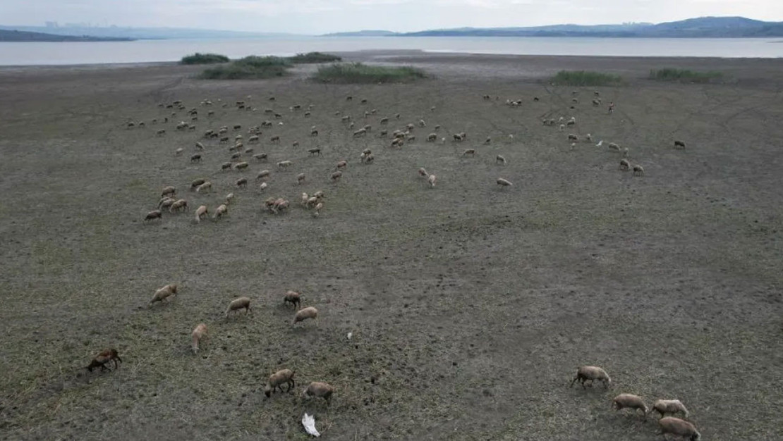 istanbul-da-kuraklik-alarmi-buyukcekmece-golu-nde-koyunlar-otlatiliyor
