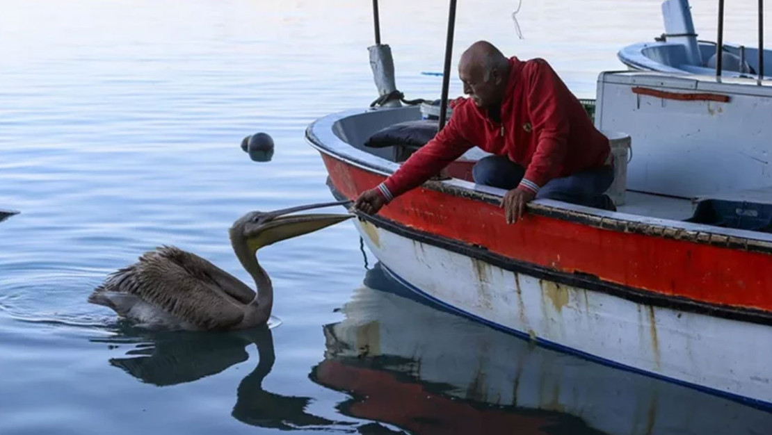 hatay-in-payas-ilcesinde-pelikan-suzi-barinagin-yildizi-oldu