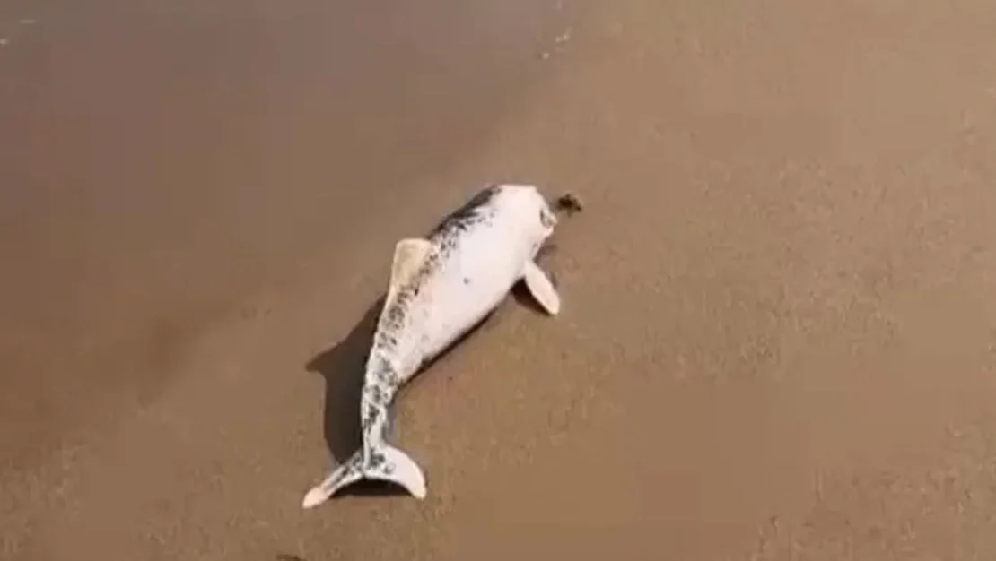 kocaeli-nde-karaya-vuran-olu-yunus