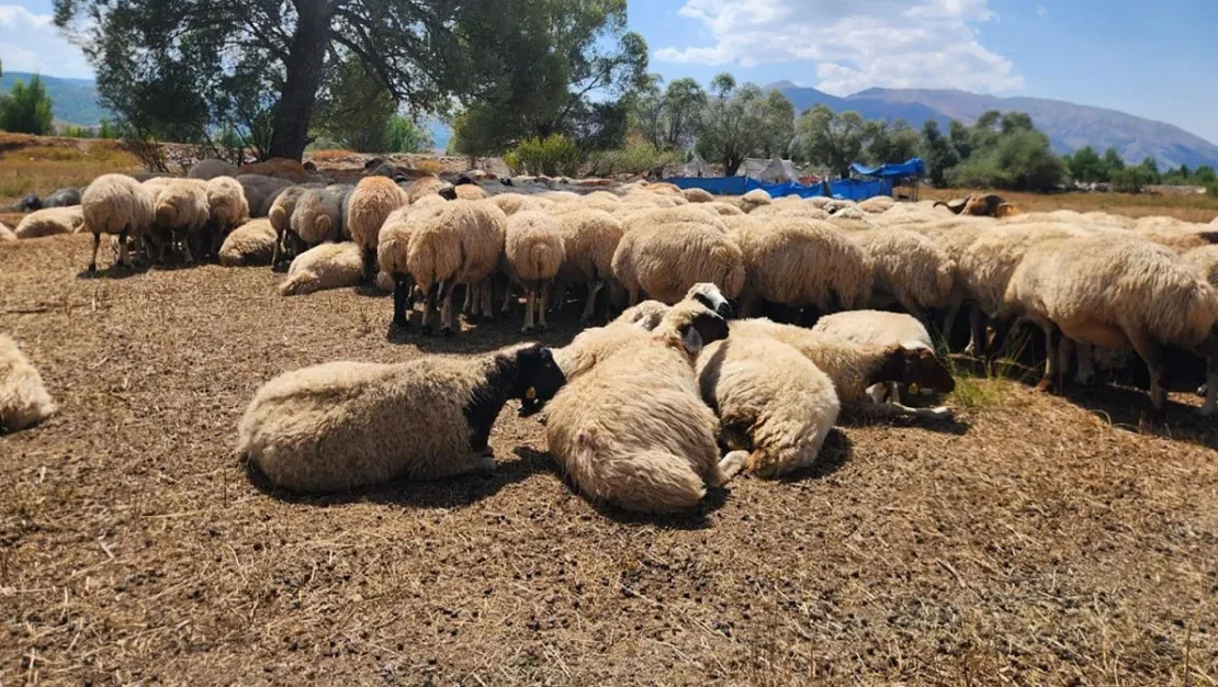 tunceli-de-coban-ucretleri-130-bin-tl