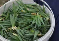 ciris-otu-daglarin-bereketi-oluyor