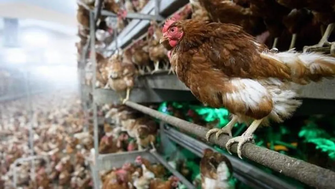 kus-gribi-hakkinda-bakanlik-aciklamasi