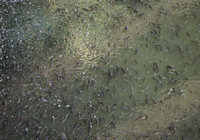 seyhan-nehri-nde-balik-olumleri-tehlikesi-buyuyor